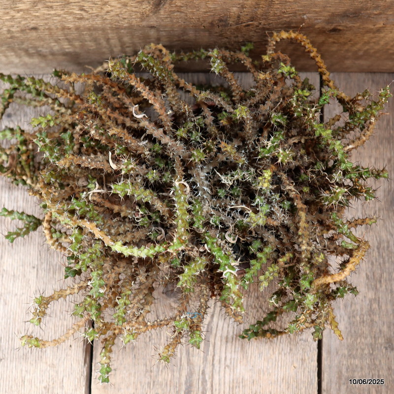 D4552 EUPHORBIA LENEWTONII pot16-H25-W40 cm MaMa Cactus