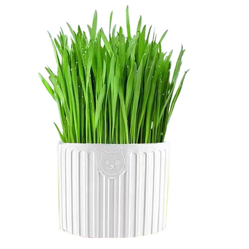 The Cat Ladies Cat Grass for Indoor – Growing Kit – Organic Cat Grass seeds
