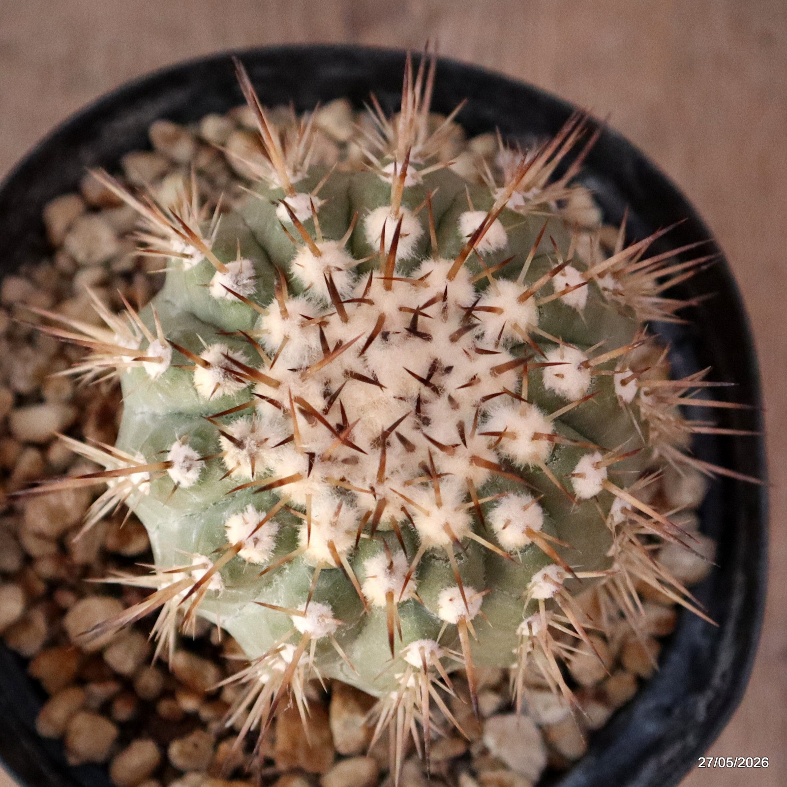 D4134 COPIAPOA CINEREA GRAFT pot14-H11-W8 cm MaMa Cactus