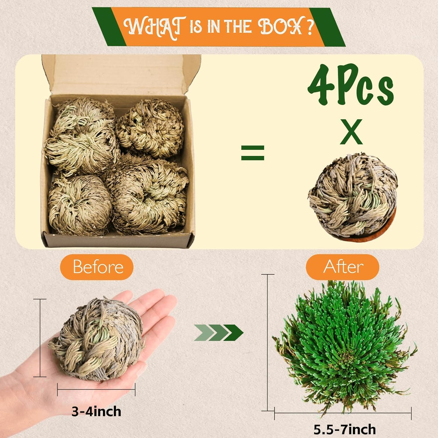 4-Pack Large Premium Dried Rose of Jericho, Selaginella Resurrection Grass, Drie