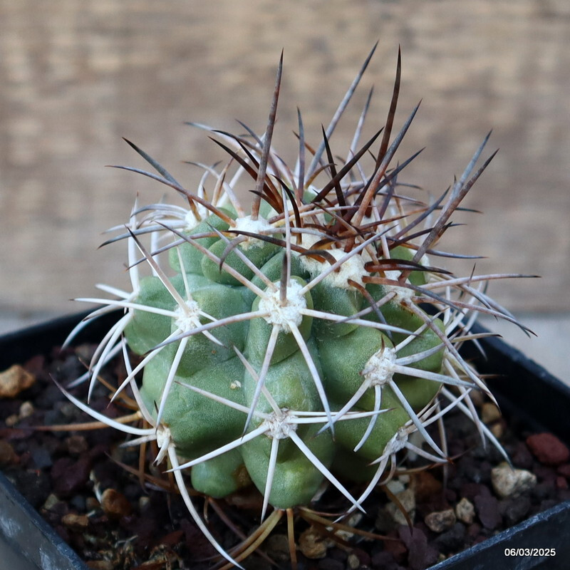 A5233 COPIAPOA BRIDGESII KK 1399 pot 9 cm H 4 cm W 5 cm MaMa Cactus