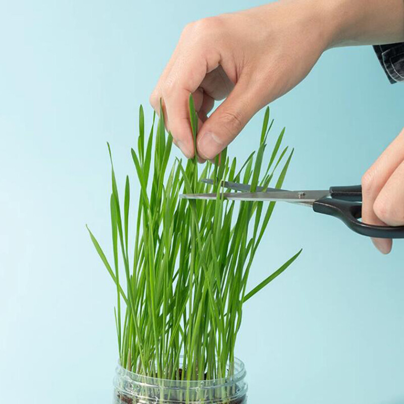 The Cat Ladies Cat Grass for Indoor – Growing Kit – Organic Cat Grass seeds