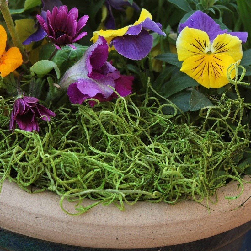 True Green Spanish Moss Preserved Craft Garden Decoration Supplies Pet Friendly