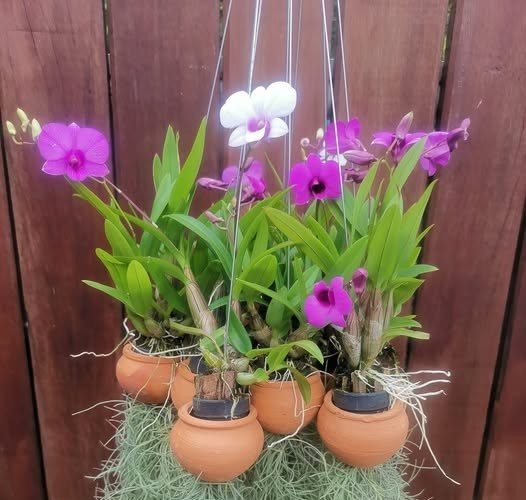 3 bunch AIR ORCHIDS , Mini Dendrobium , Mini Yaya,flowering