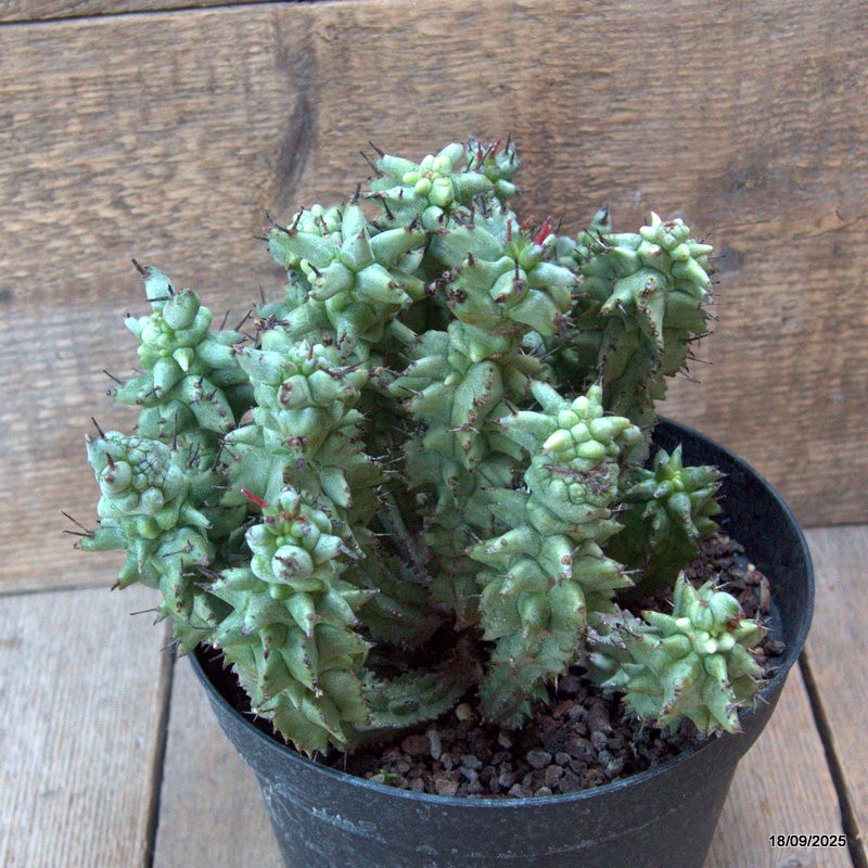 D6526 EUPHORBIA HORRIDA MONSTER pot18-H18-W22 cm MaMa Cactus