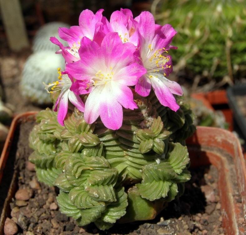 Cactus valdezii, seeds 100 pcs