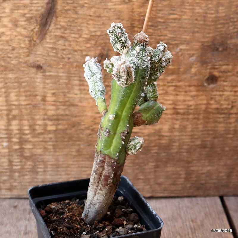 D4635 ASTROPHYTUM MYRIOSTIGMA HUBUKI pot8-H15-W9 cm MaMa Cactus