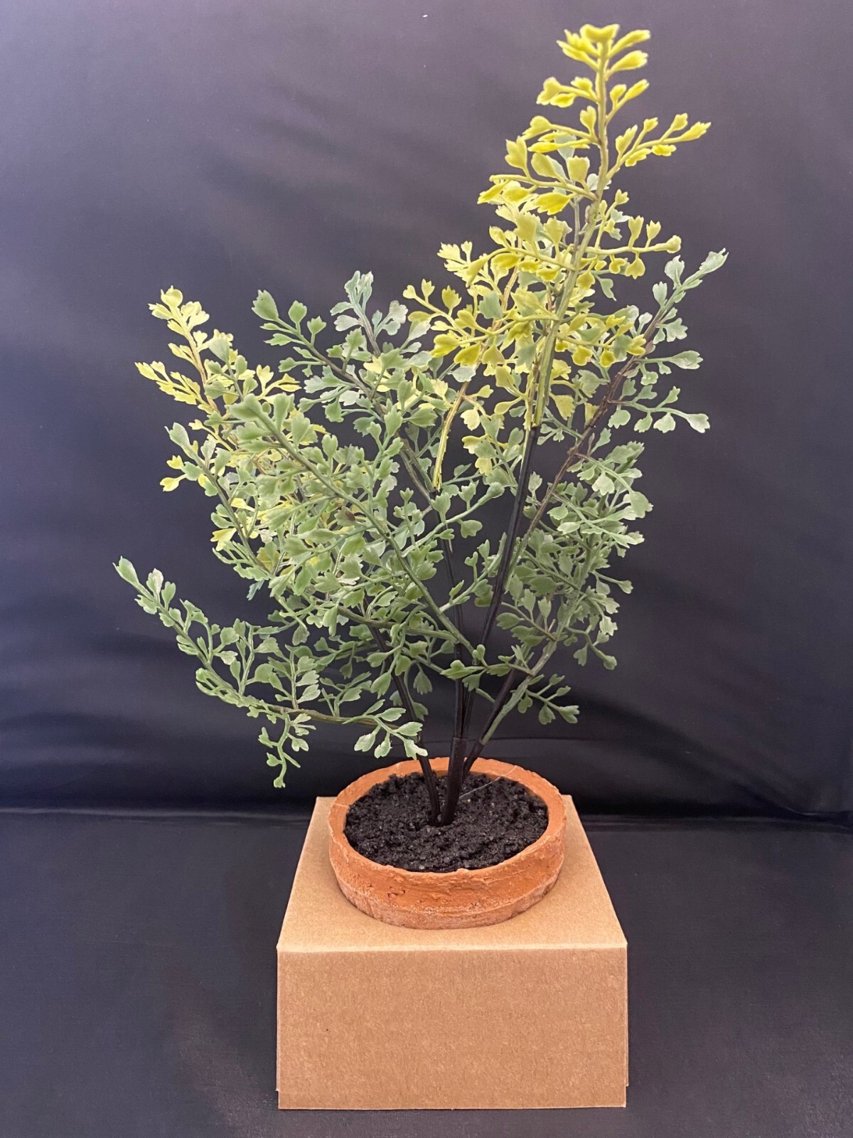 NEW Pottery Barn Faux Southern Mini Maiden Hair Fern in Terra Cotta Potted NWT