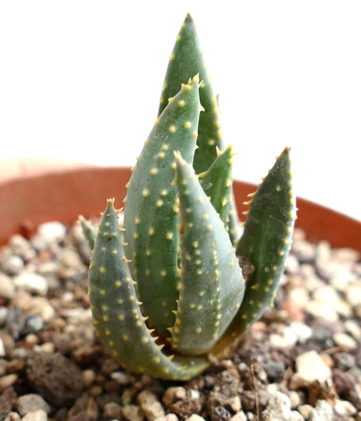 Aloe pillansii F1AM – Giant quiver tree | Pillans’ aloe
