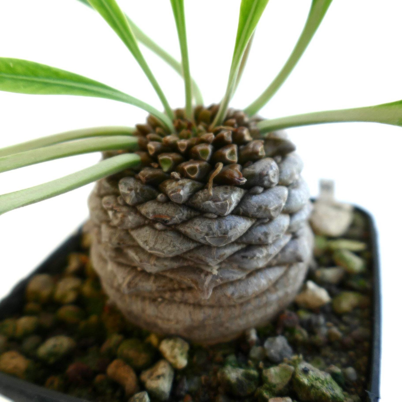 Euphorbia bupleurifolia BIG MALE specimen – Pine cone plant | Sceptre plant