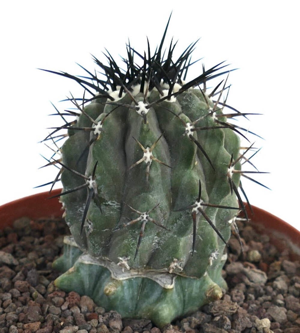 Copiapoa cinerea GRAFTED GRAY BODY & BLACK SPINES – Copiapoa cactus | Gray copia