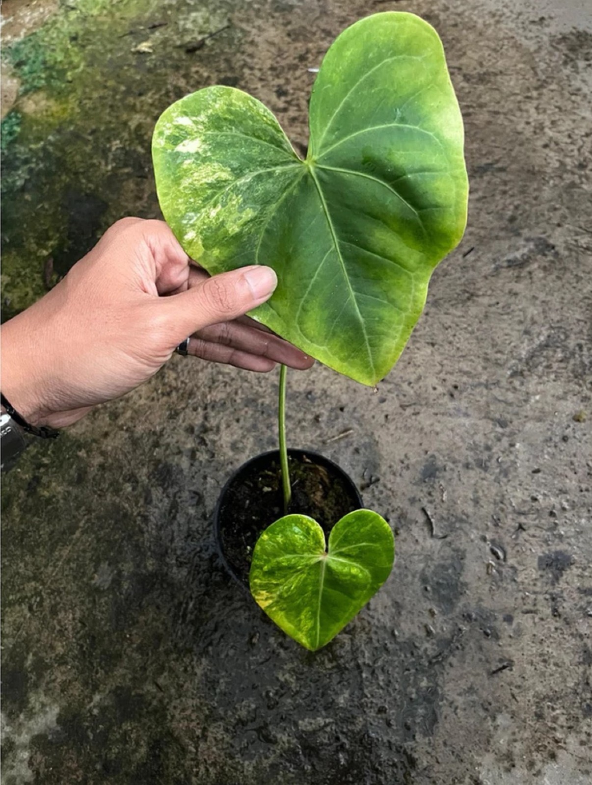 Anthurium Clarinervium Variegated Rare Velvet Variegated Anthurium Exotic Aroid
