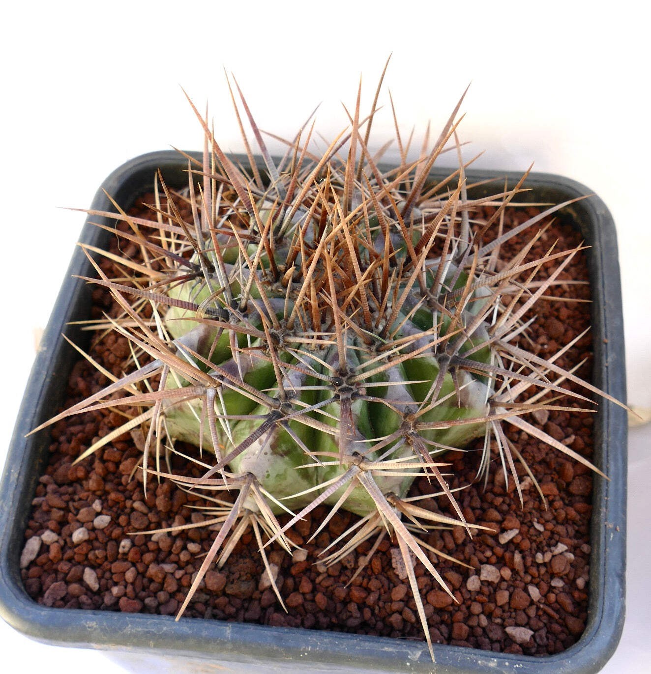 Echinocactus ingens STRONG SPINES – Giant barrel cactus | Giant hedgehog cactus