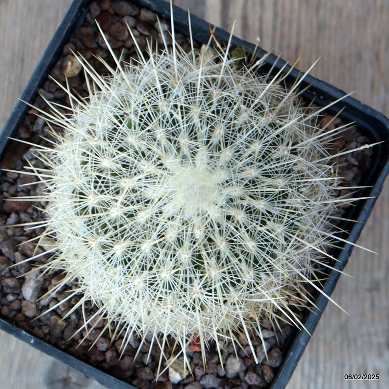 A6900 THELOCACTUS MACDOWELLII pot10-H6-W8 cm MaMa Cactus