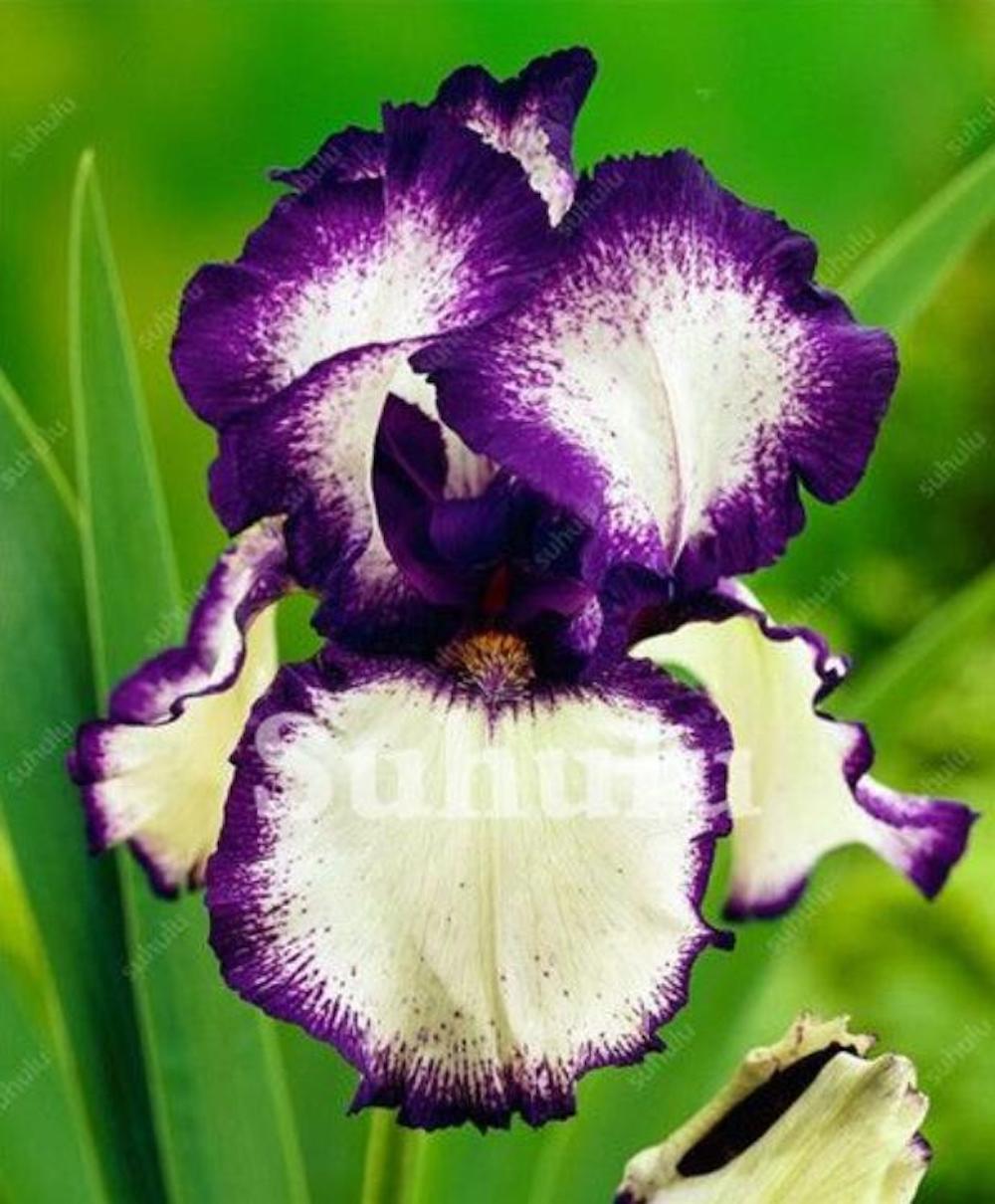 (10) IRIS SEEDS rare exotic flower home blossom garden plant USA SELLER W/TRACK
