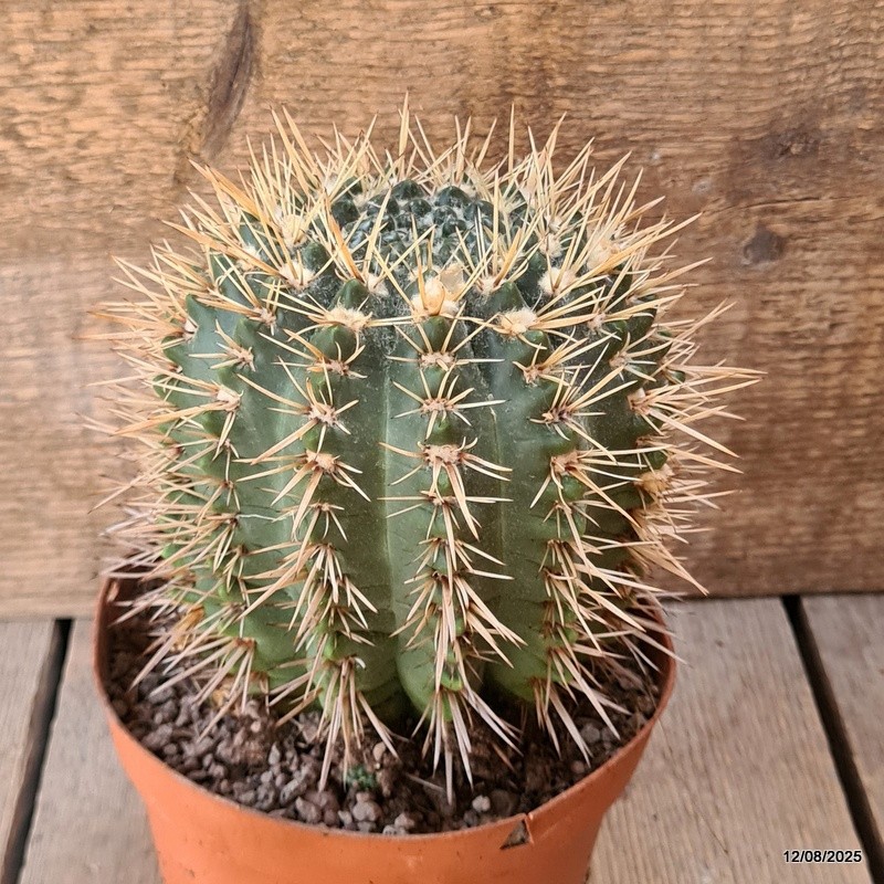 D5903 NOTOCACTUS SUBMAMMULLOSUS pot14-H13-W12 cm MaMa Cactus