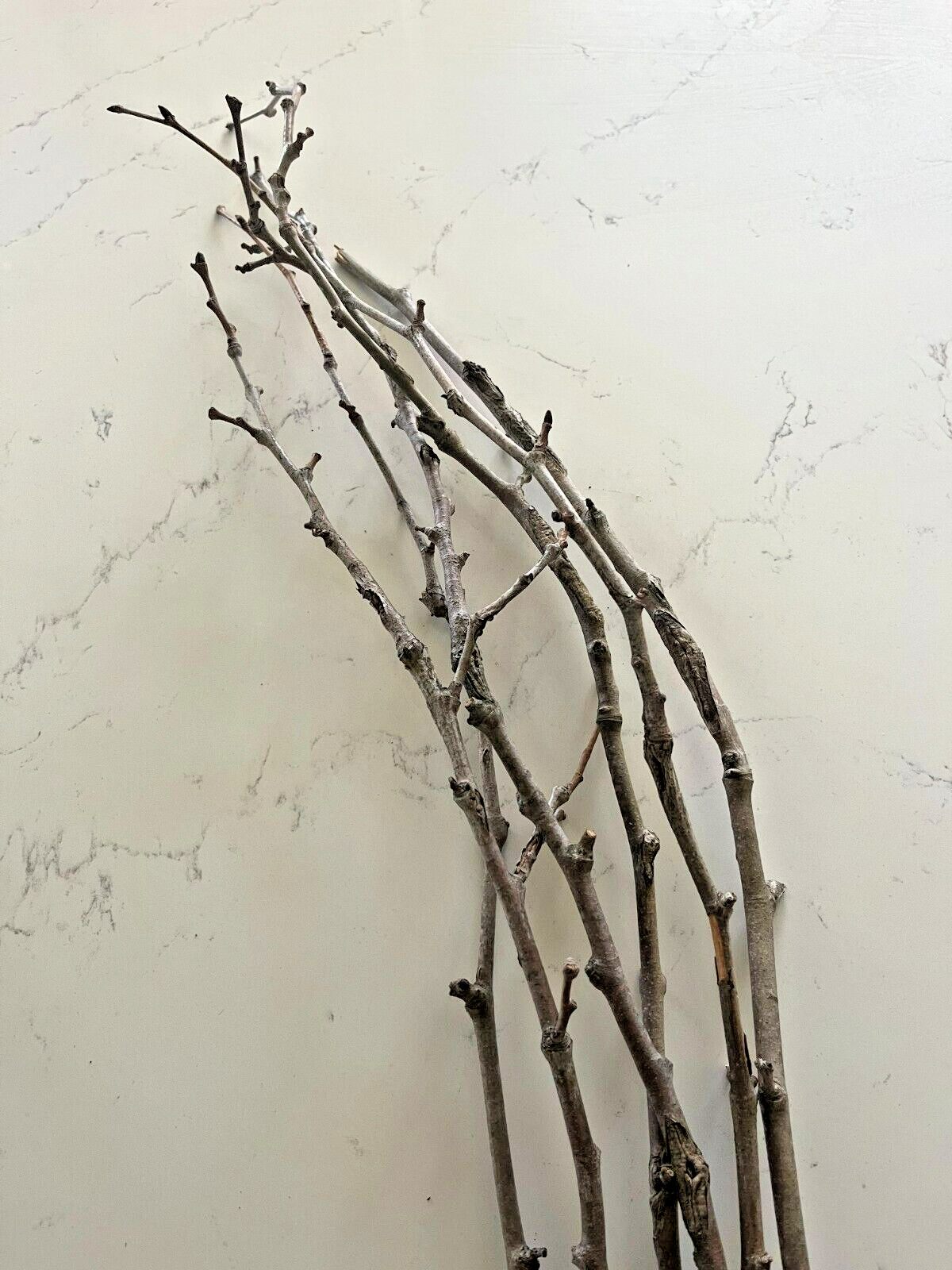 Rare American Sycamore Twigs Tennessee Champion Tree – One of a Kind Home Decor
