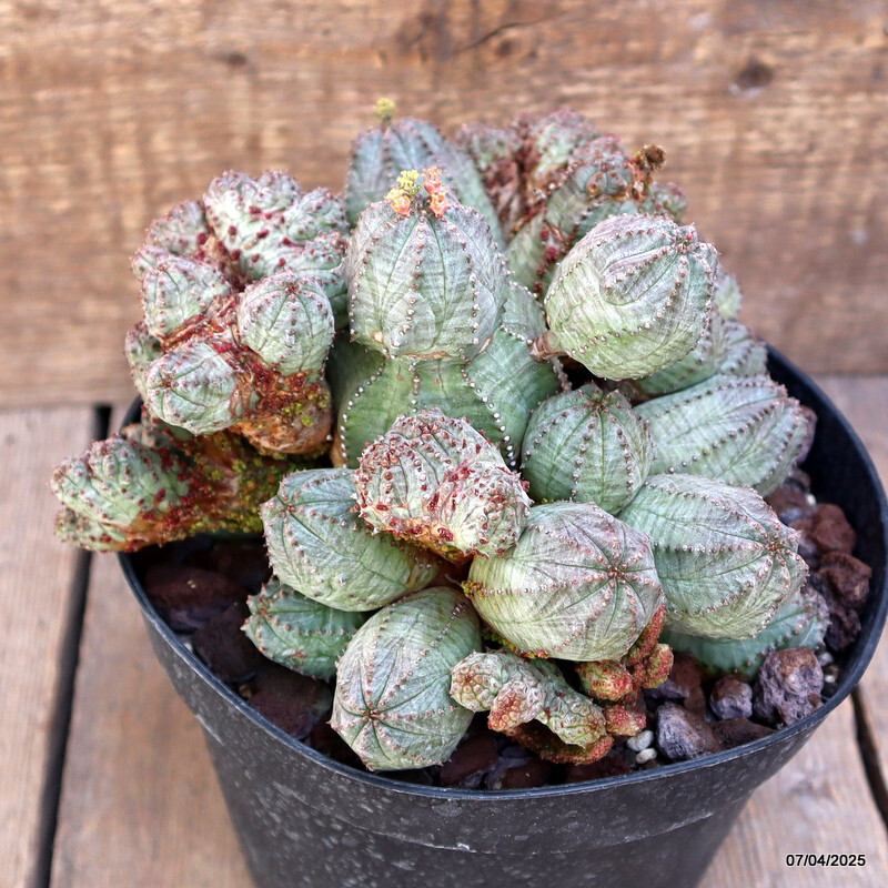 D1538 EUPHORBIA PSEUDOGLOBOSA MONSTER pot18-H14-W19 cm MaMa Cactus