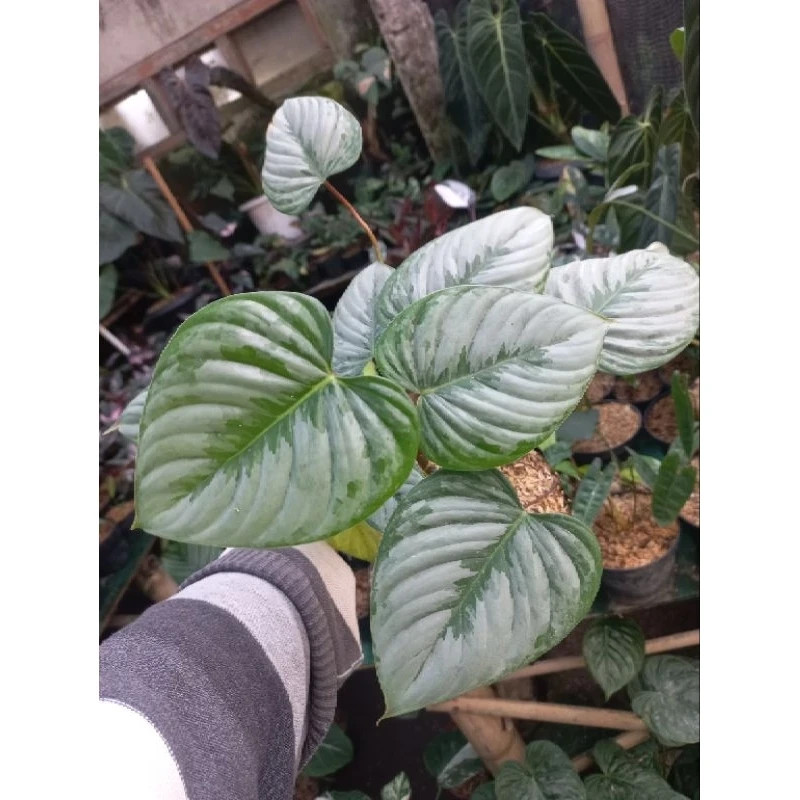 Philodendron Sodiroi Unique Live Tropical Exotic Plant Rare PL128