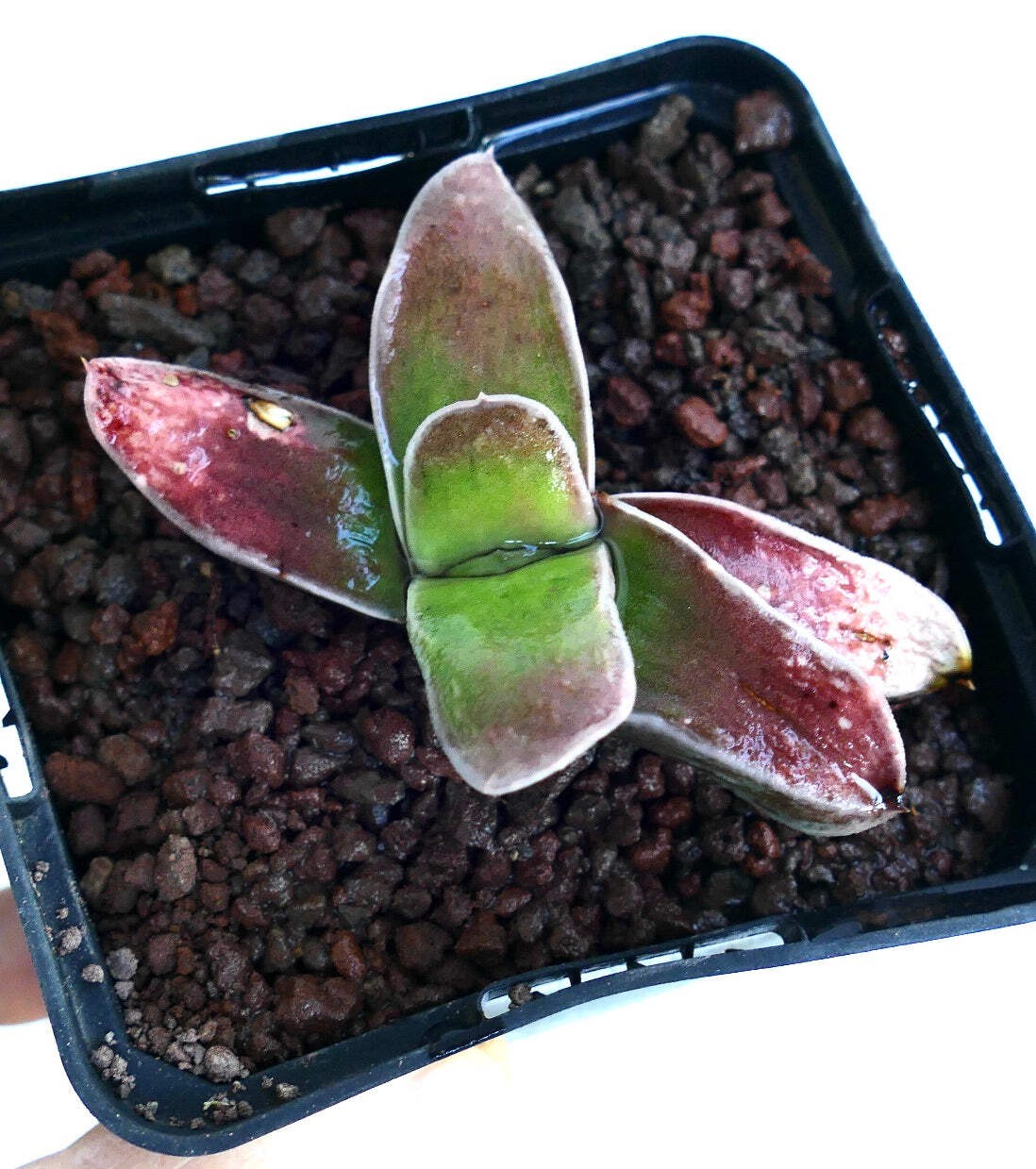 Gasteria cv NAKANO 中野 – Ox tongue | Lawyer’s tongue