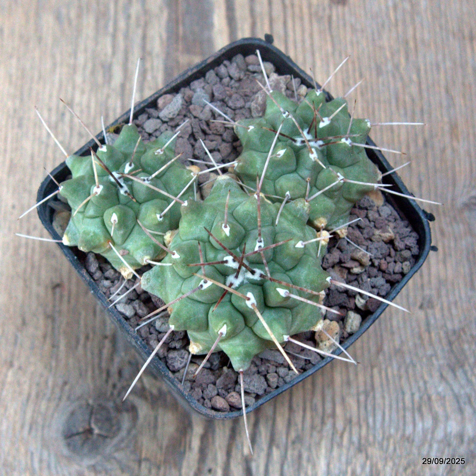 D6754 THELOCACTUS RINCONENSIS pot8-H5-W9 cm MaMa Cactus
