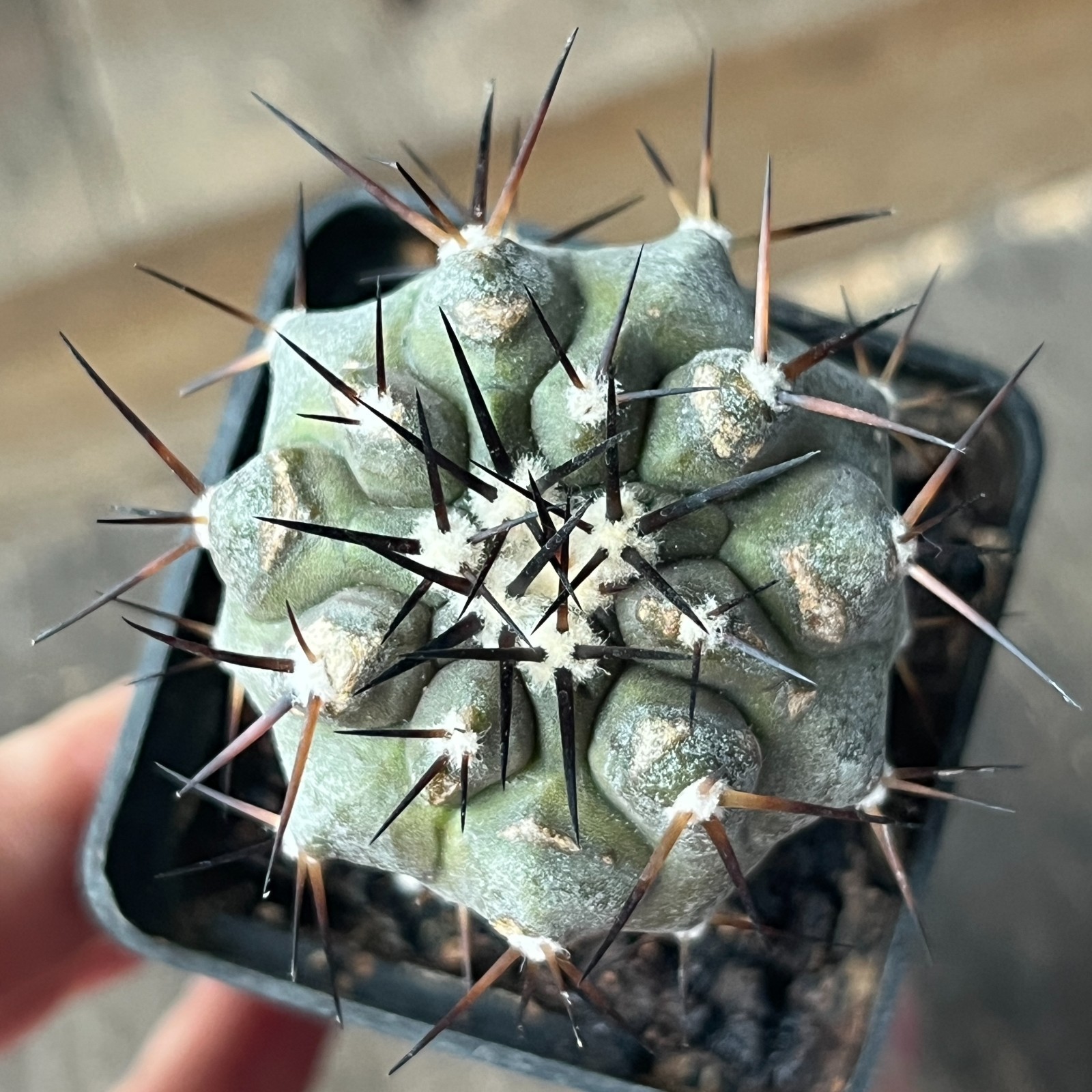 A41-2099 Copiapoa cinerea x longistaminea, KP837, Taltal City, Ruta,Ant, grafted