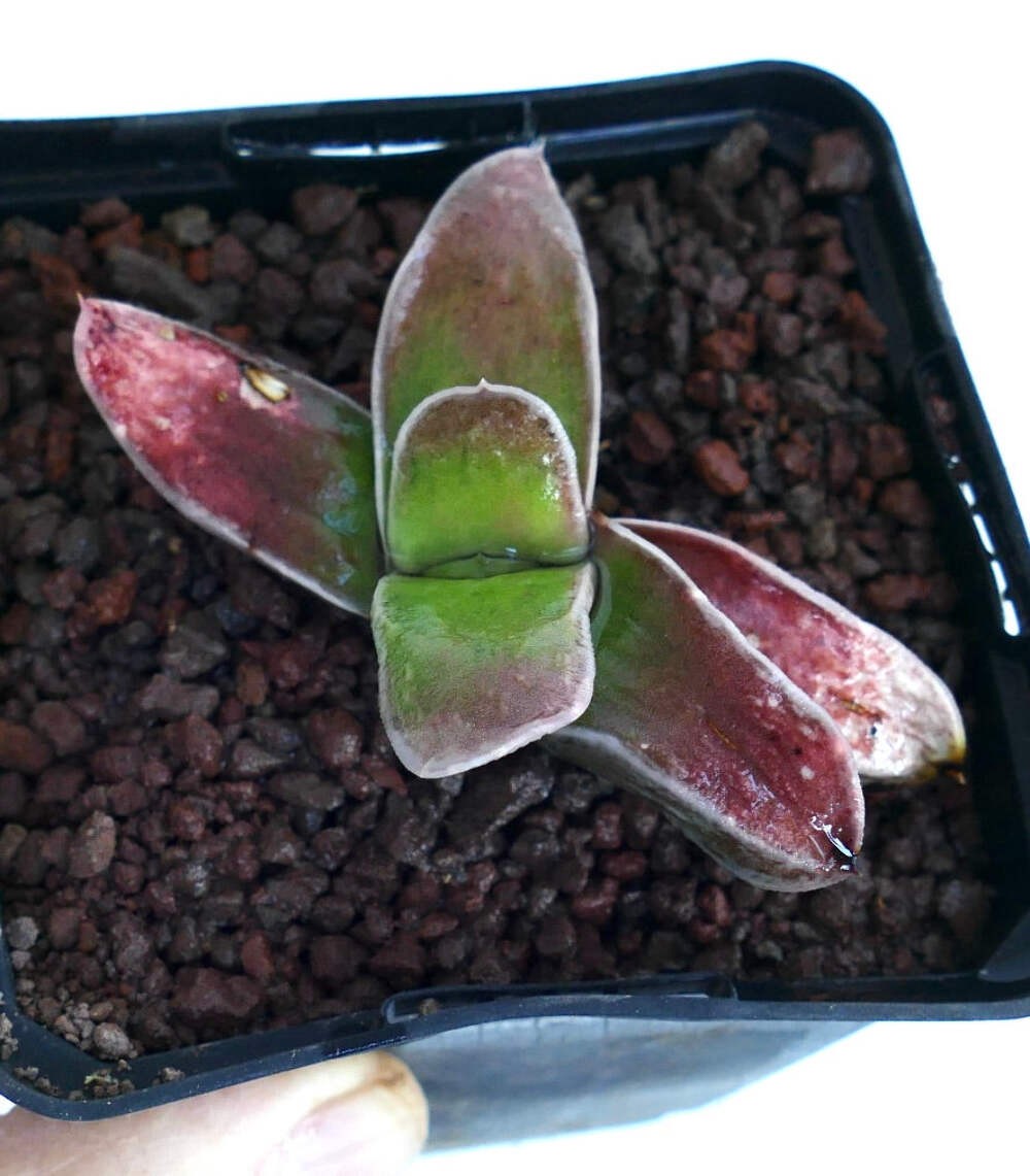 Gasteria cv NAKANO 中野 – Ox tongue | Lawyer’s tongue