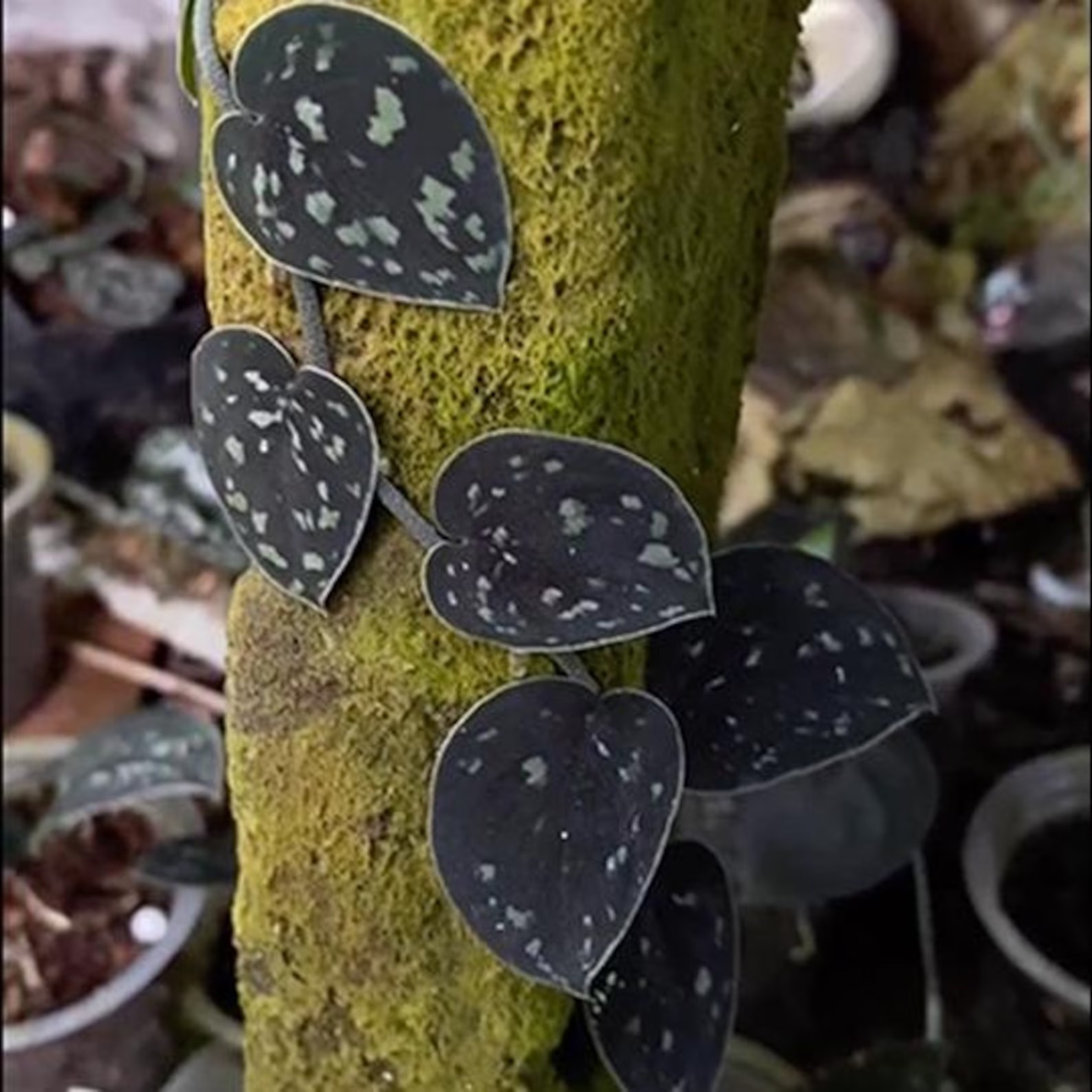 Real Picture Scindapsus Silver Dark Form Rare Plant