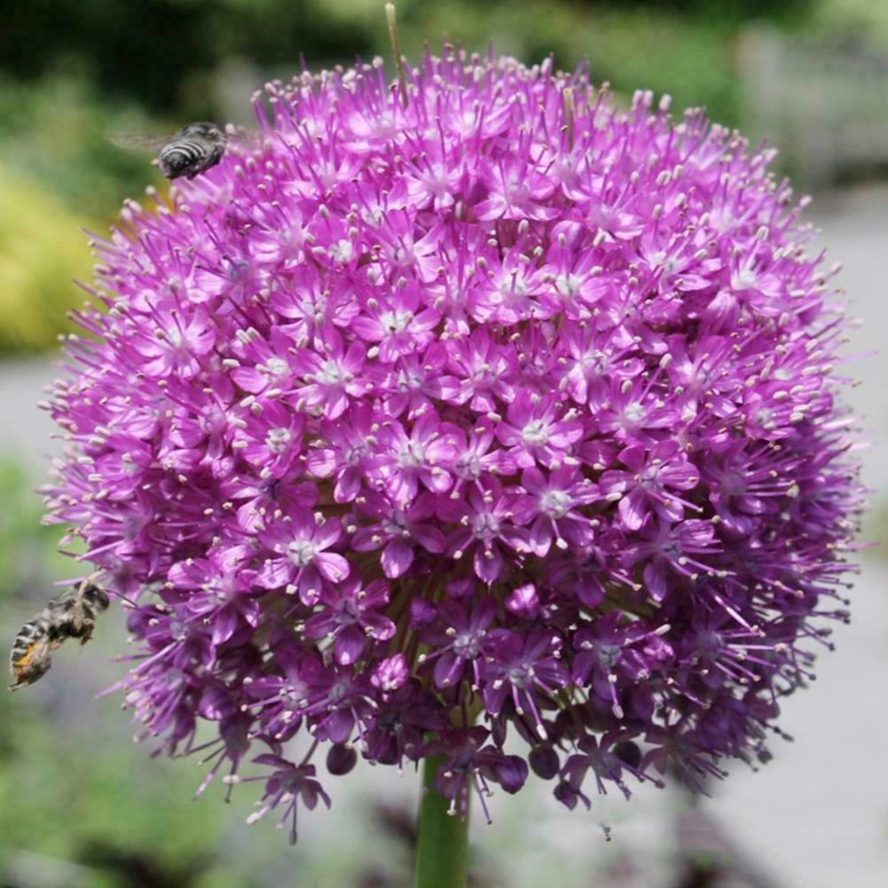 100pcs purple giant Allium giganteum flower seeds garden plant decor