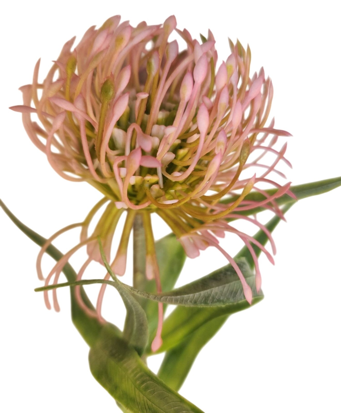 Pink Blush Pincushion Protea Stem Faux Protea Flower Artificial Floral Decor