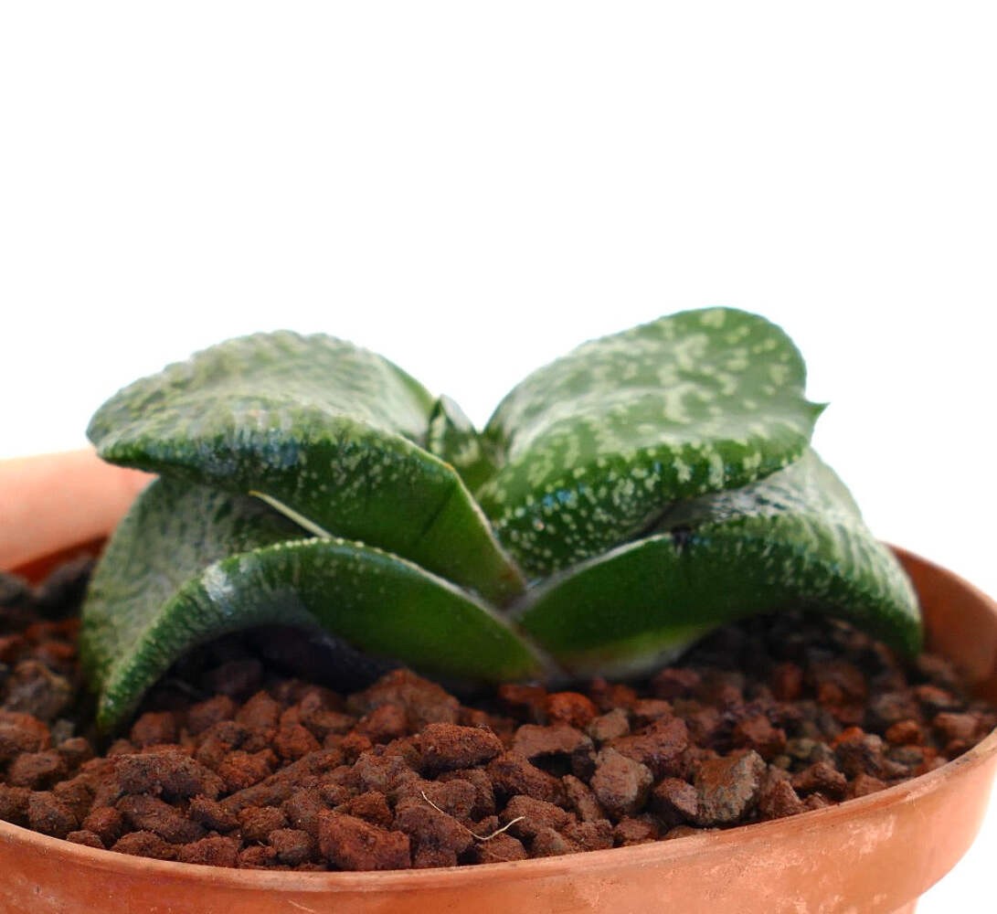 Gasteria armstrongii cv. ‘Pearl’ (EX. DE LONGHI CLONE) – Gasteria | Armstrong’s