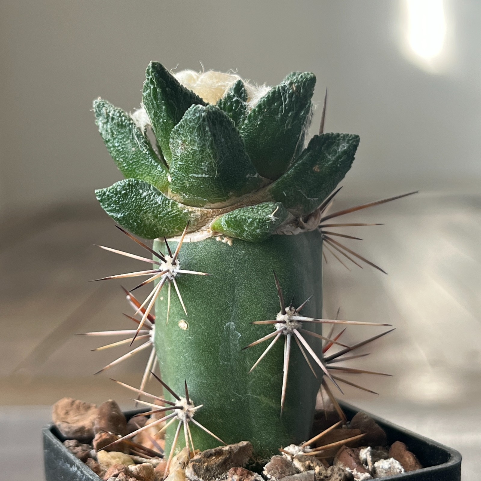 A8-1090 Cactus bravoanus VM288, El Nunes, 4 pieces (Grafted)