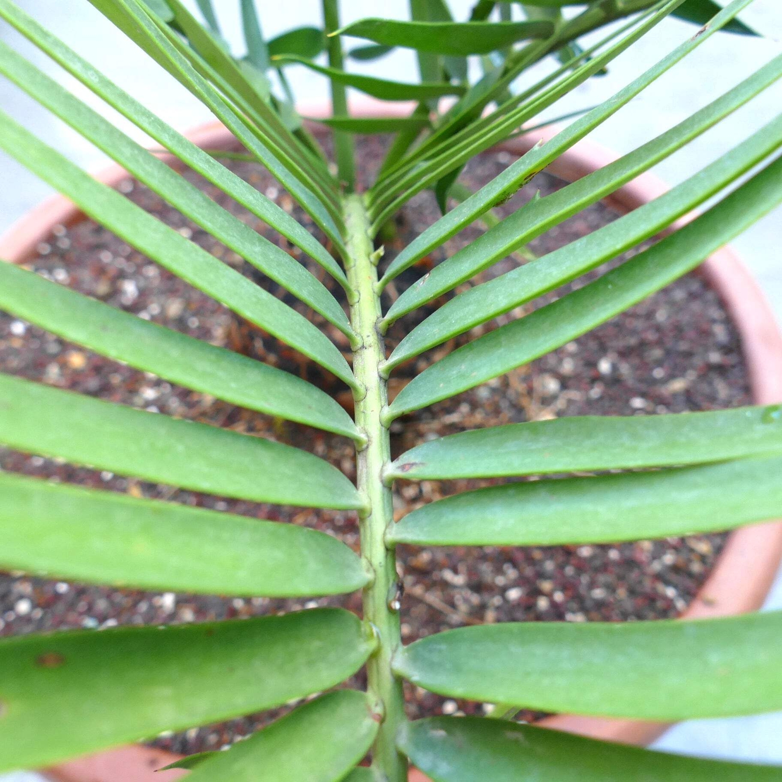 Encephalartos lebomboensis X longifolius 12x11cm CAUDEX – NO latifrons hirustus