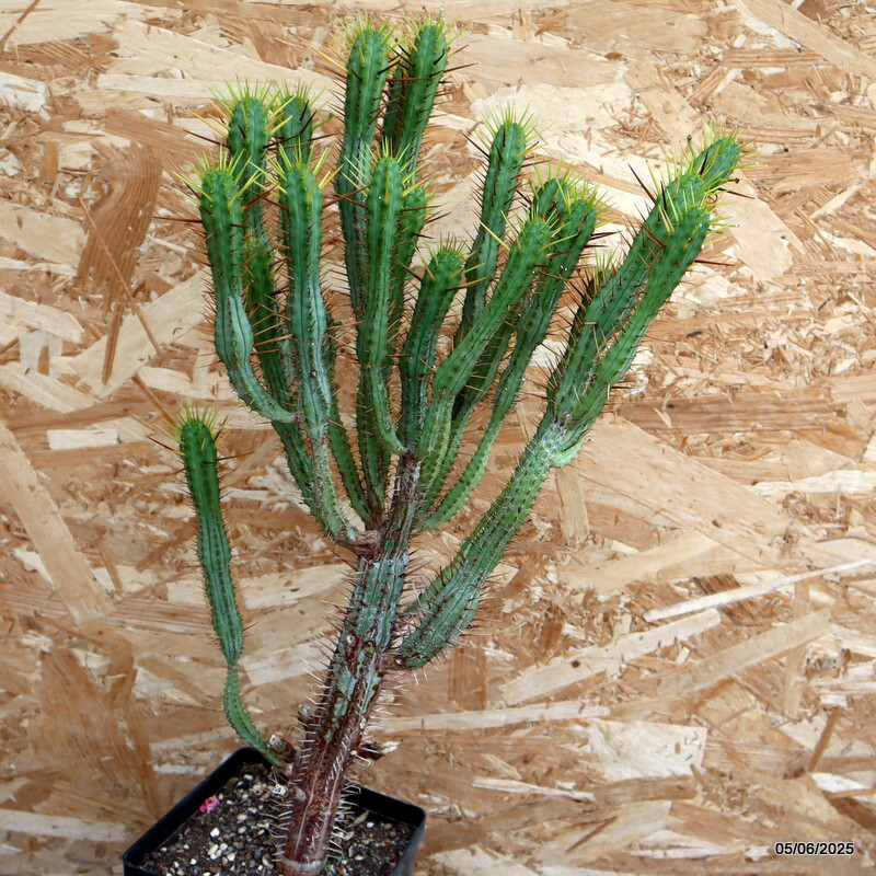 D4466 EUPHORBIA ENOPLA pot14-H51-W31 cm MaMa Cactus