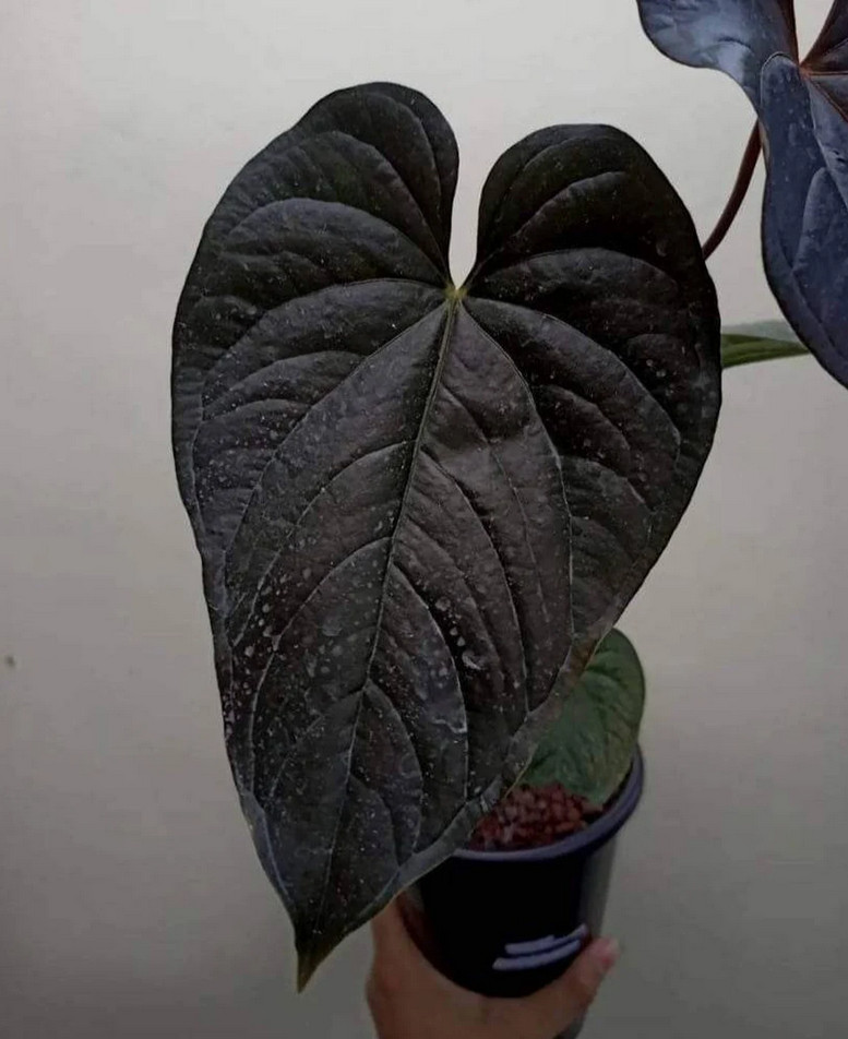 Anthurium Modeanum Big Size Real Picture