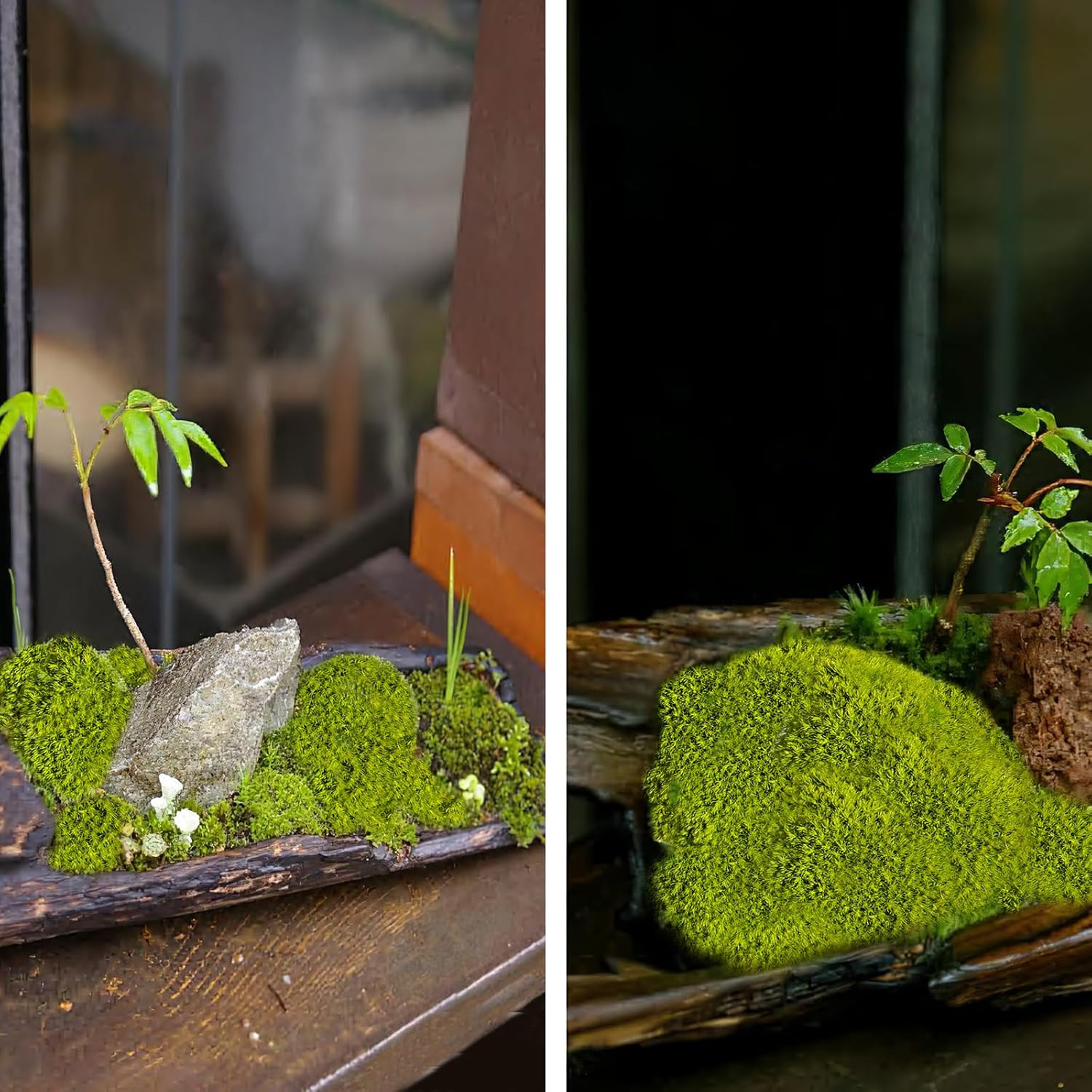 Preserved Pillow Moss Bulk Green Moss Balls for Bowls 2.5 Sq.Ft Natural Preserve
