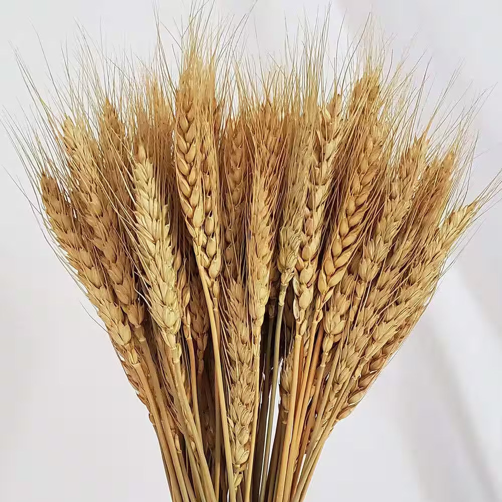 2.2 In. Farmhouse Natural Wheat Stalks 100 Pieces Gold Artificial Plant Home Tab
