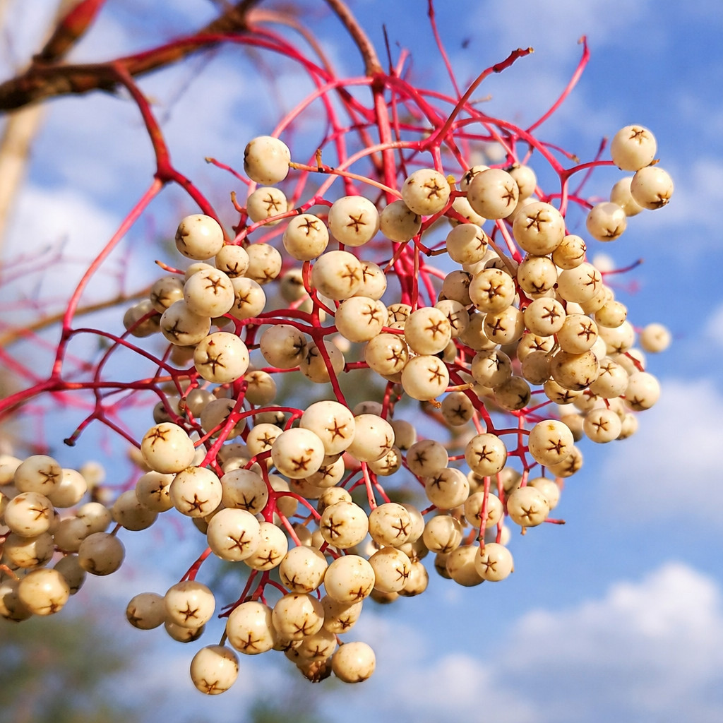 Sorbus discolor – Chinese whitebeam | Discolor mountain ash