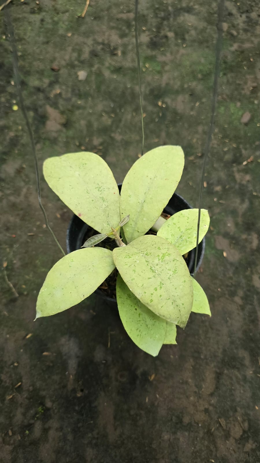 Real Picture Hoya Forbesii Silver Rare Plant
