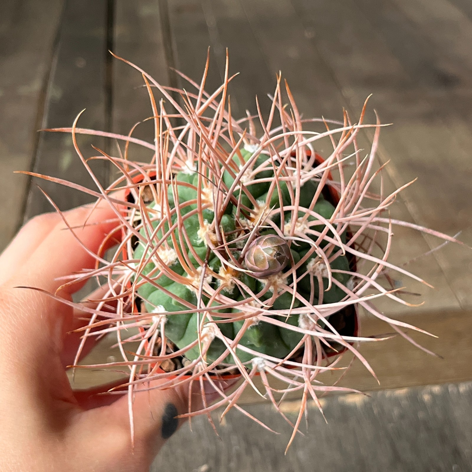 A39-2049 Gymnocalycium guanchinense VG231, Las Higueritas, La Rioja, own root