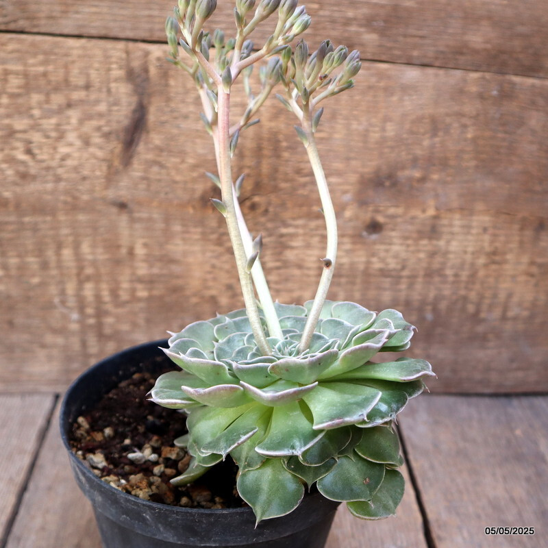 A6840 GLOTTIPHYLLUM BELLUM pot14-H11-W13 cm MaMa Cactus