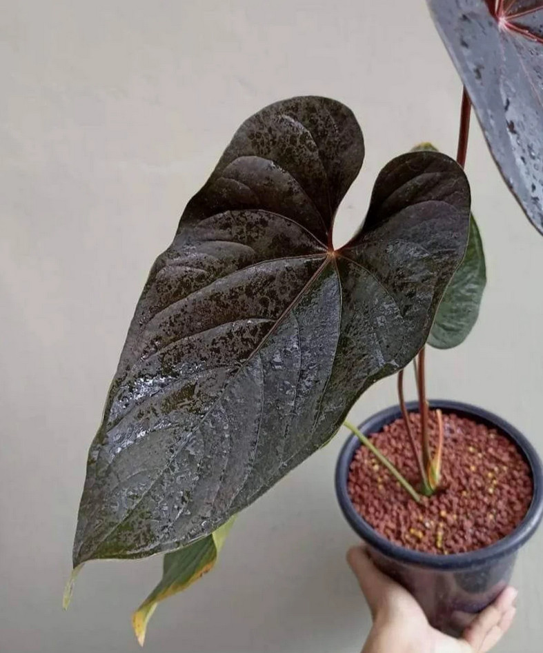 Anthurium Modeanum Big Size Real Picture