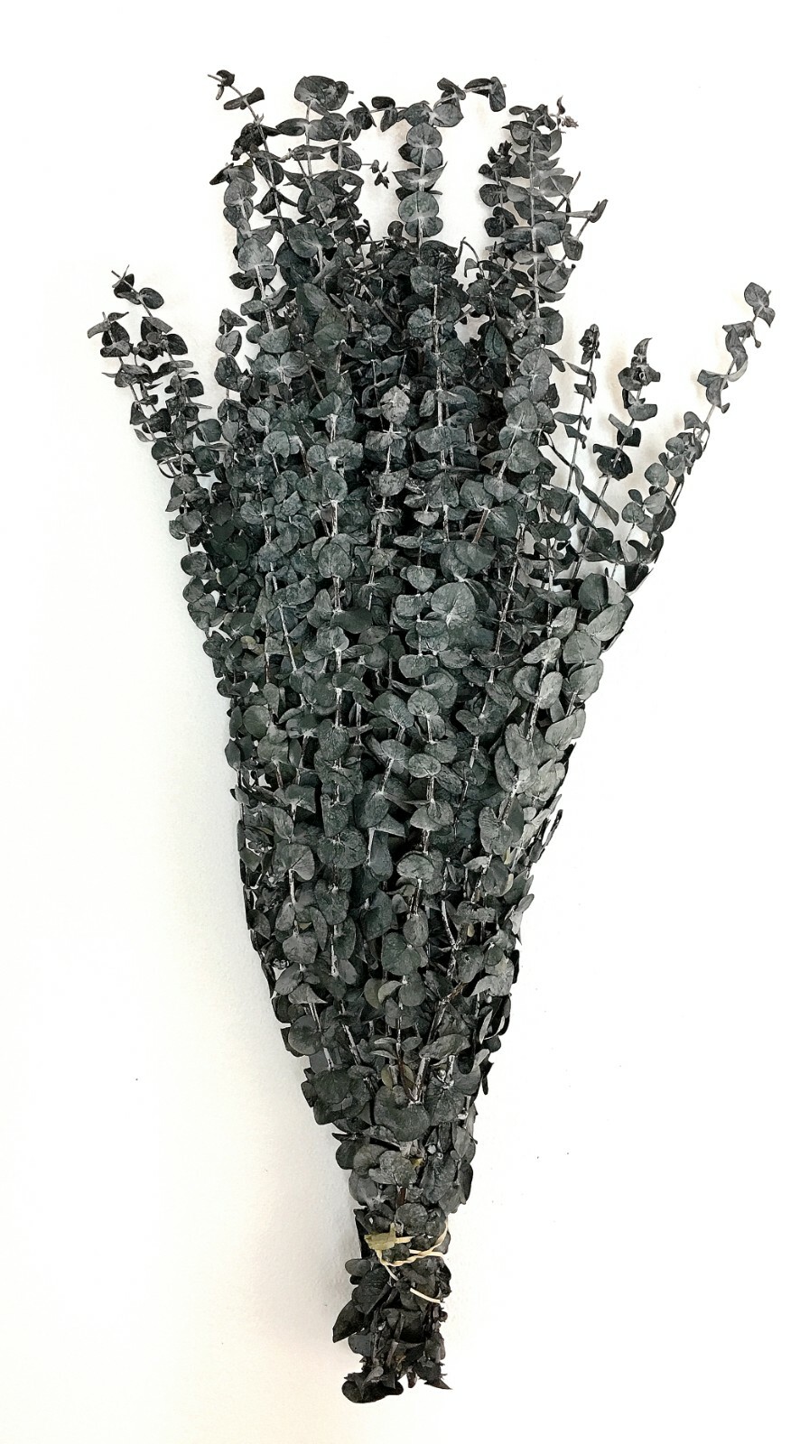 California Grown Dried Baby Eucalyptus Branches 8 oz or 16 oz Many Colors