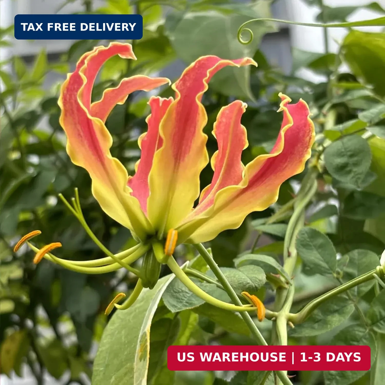 30+ Flame Lily Seeds for Planting – Gloriosa Superba Heirloom Non-GMO Seeds for