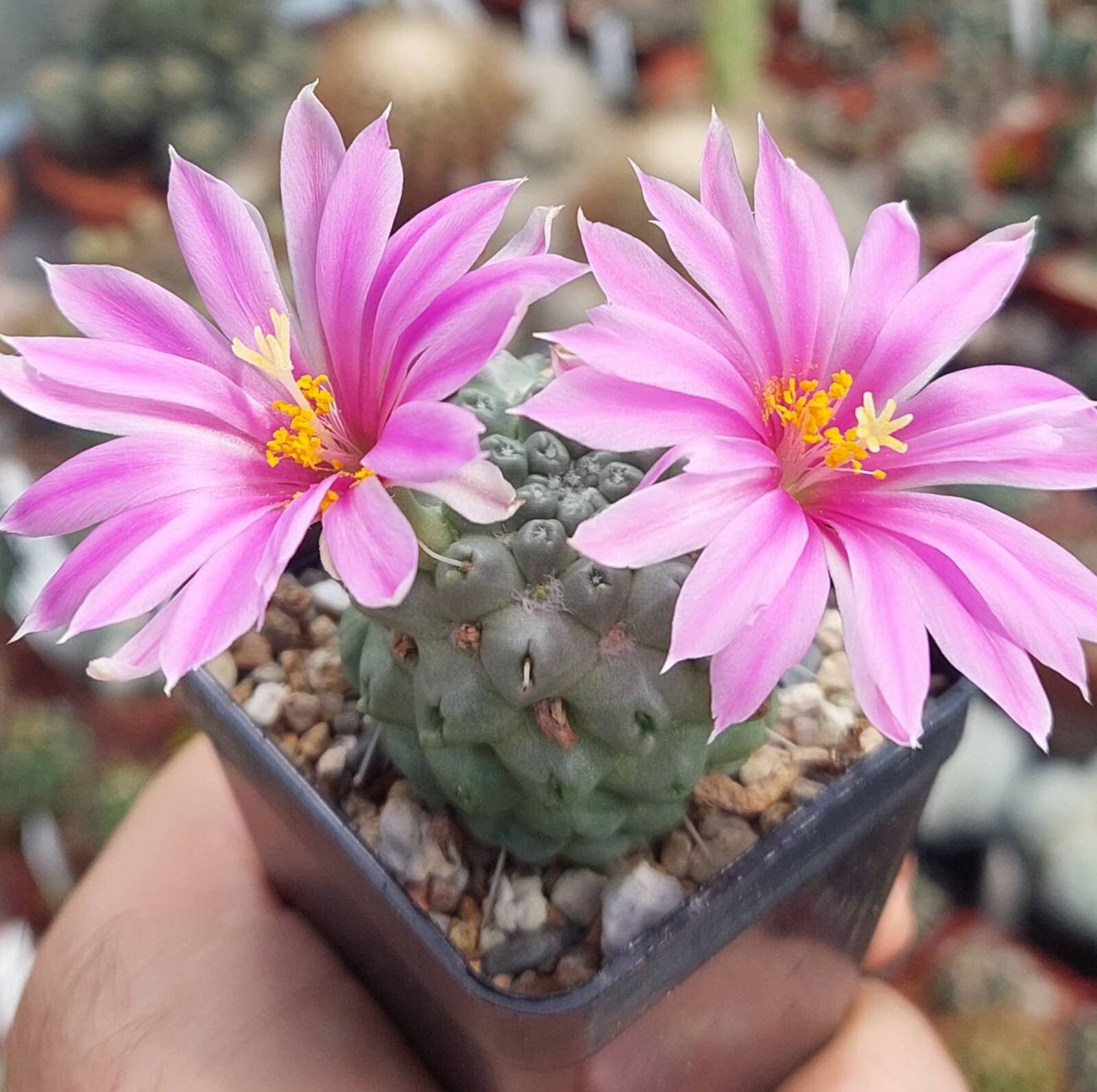 Mammillaria schumannii f. monstrosa 20seeds harvest 2025