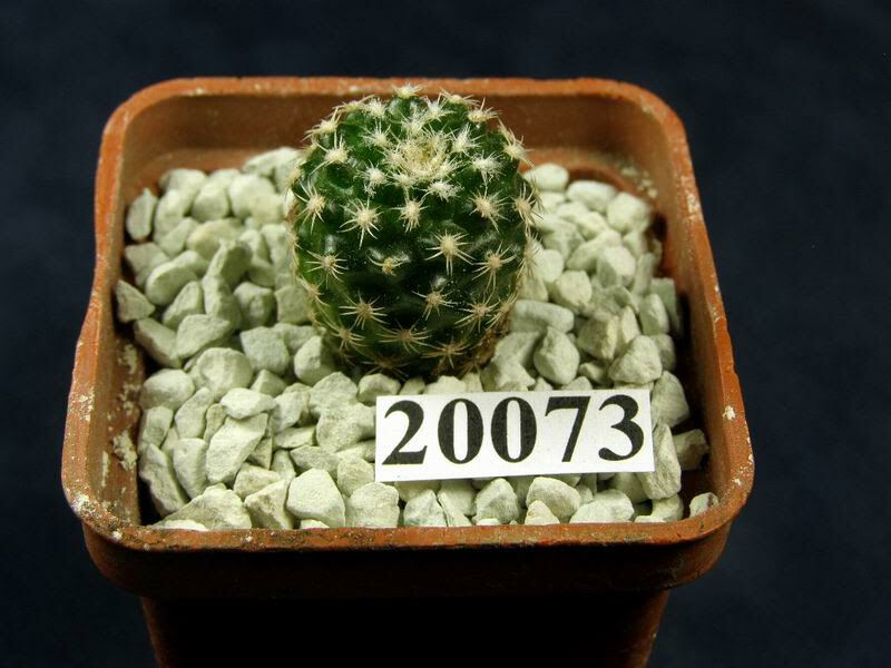 Discocactus bueneckeri /20073/,D18mm,own root