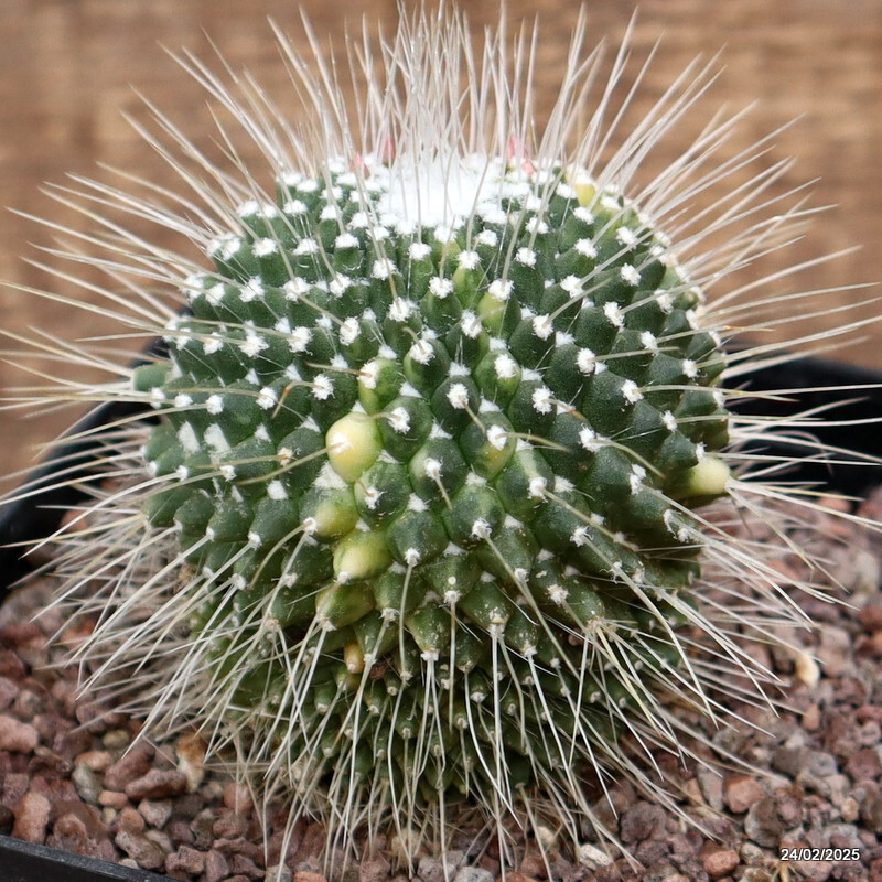 D526 MAMMILLARIA SPINOSISSIMA UNPICO VARIEGATED pot12-H9-W7 cm MaMa Cactus