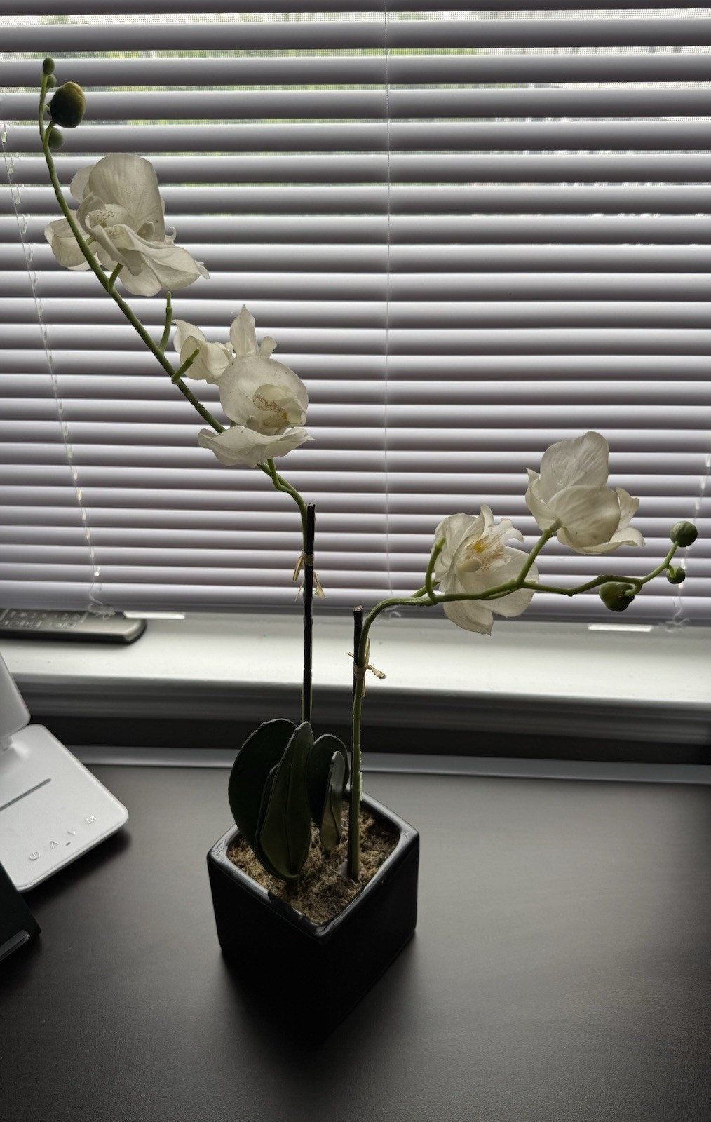 Real Touch White Phalaenopsis Potted Orchid Plant With A Black Ceramic Pot 18”
