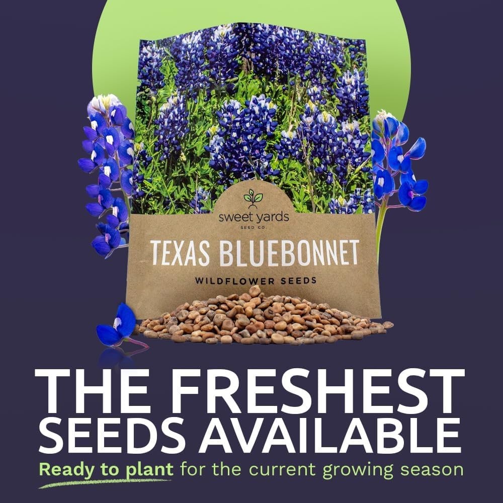 Texas Bluebonnet Wildflower Seeds – 1/2 Ounce Bulk Packet, 500+ Seeds