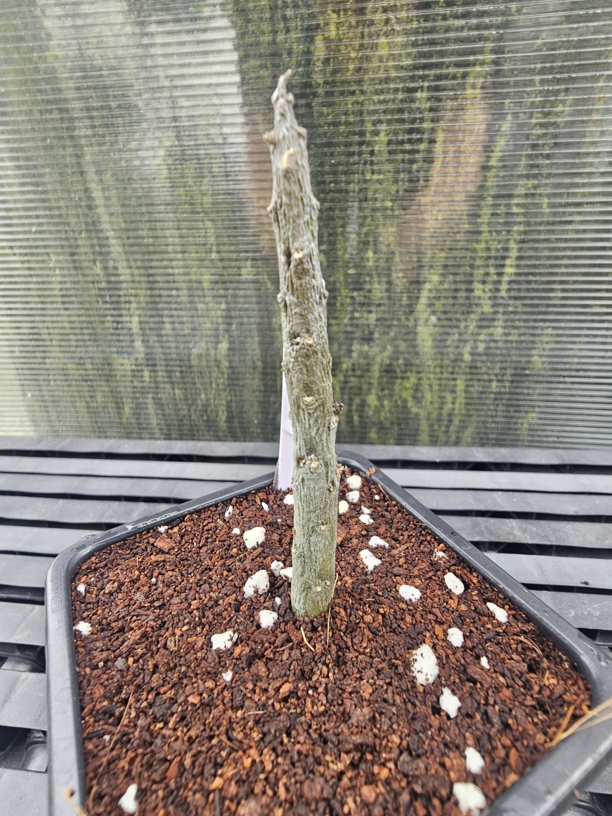 Rhytidocaulon macrolobum 2BFM10, no Stapelia, Huernia and Orbea